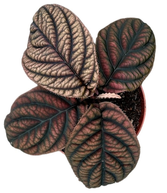 Labisia Vietnam 10.5cm Pot House Plant