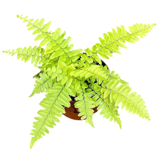 15 - 20cm Nephrolepis Exaltata Variegated Boston Fern House Plant 10.5cm Pot