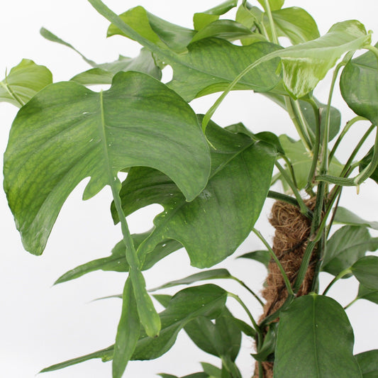 55 - 65cm Epipremnum Skeleton Key on Mosspole Pothos 17cm Pot House Plant