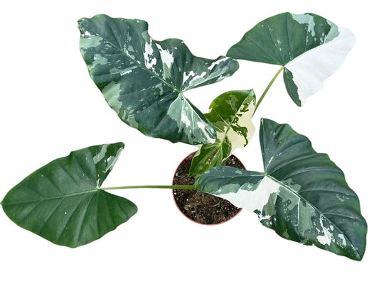 Alocasia Macrorhiza Variegata 17cm Pot 45cm Height House Plant
