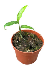 Monstera Obliqua Yasuni 10.5cm Pot House Plant