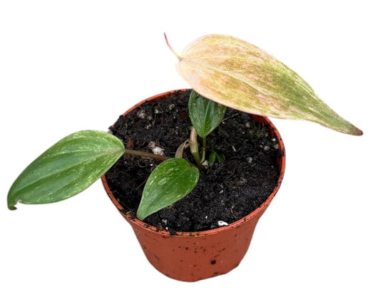 Philodendron Micans Marble Variegata House Plant 6cm Pot
