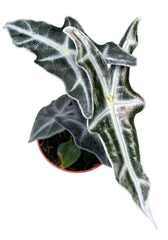 Alocasia Nobilis 8cm Pot 10cm Height House Plant