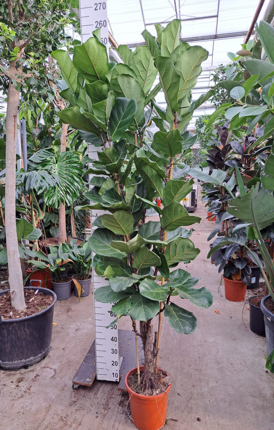 230 - 250cm XXL Multi Stem Ficus Lyrata Fiddle Leaf Fig 30cm Pot House Plant