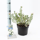 6x Convolvulus cneorum 17cm Pot 25cm Shrub Plant