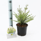 6x Lonicera nitida Tiny Green 15cm Pot 25cm Shrub Plant Shrubs