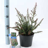 6x Podocarpus alpinus Red Tips 17cm Pot 30cm Shrub Plant Shrubs