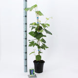 6x Vitis (grapes) Boskoop Glory 17cm Pot 70cm Shrub Plant Shrubs