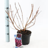 6x Weigela florida Alexandra 17cm Pot 25cm Shrub Plant