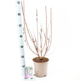 6x Weigela Rosea 17cm Pot 50cm Shrub Plant Shrubs