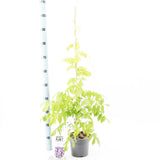 6x Wisteria sinensis Prolific 17cm Pot 100cm Shrub Plant