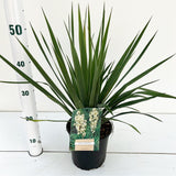 6x Yucca filamentosa 17cm Pot 40cm Shrub Plant