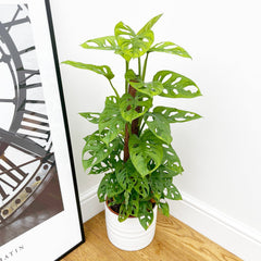 70 - 80cm Monstera Adansonii on Mosspole Monkey Mask 17cm Pot House Plant House Plant