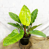 70 - 90cm Philodendron Melinonii 24cm Pot House Plant