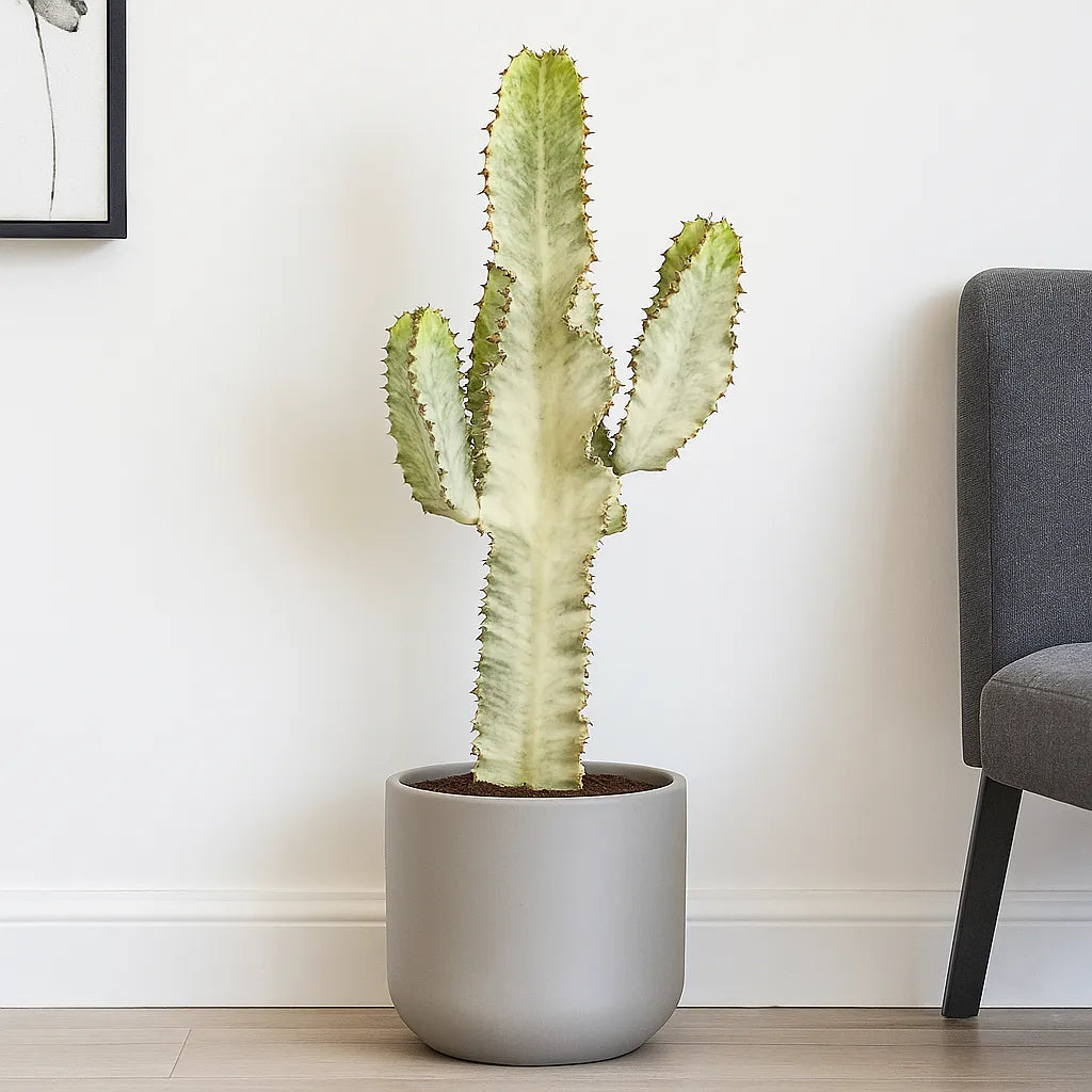 70 - 80 cm Euphorbia Sieboldiana Erytrea Variegata Cactus House Plant 24cm Pot