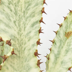 70 - 80 cm Euphorbia Sieboldiana Erytrea Variegata Cactus House Plant 24cm Pot