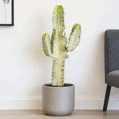 70 - 80 cm Euphorbia Sieboldiana Erytrea Variegata Cactus House Plant 24cm Pot