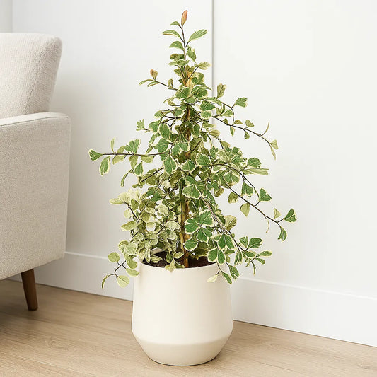 70 - 80cm Ficus Triangularis Variegated Rubber Plant 17cm Pot House Plant