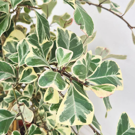 70 - 80cm Ficus Triangularis Variegated Rubber Plant 17cm Pot House Plant