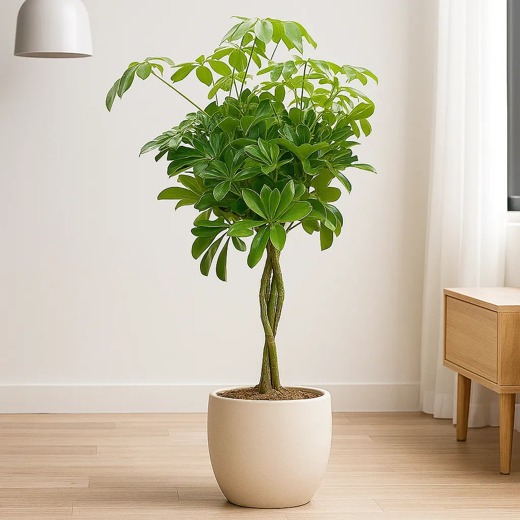 70 - 80cm Schefflera Green Nora House Plant 19cm Pot