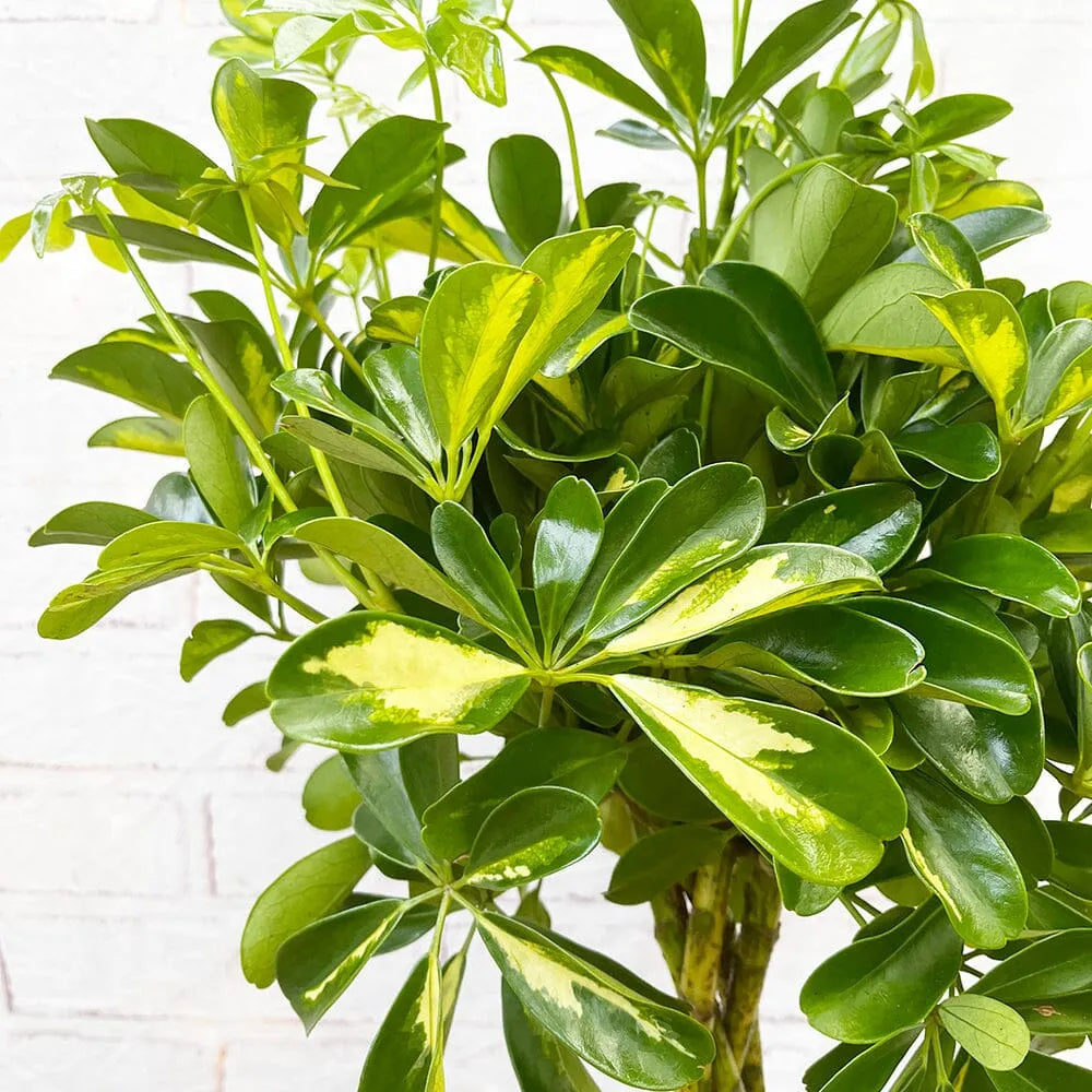 gold capella house plant 70
