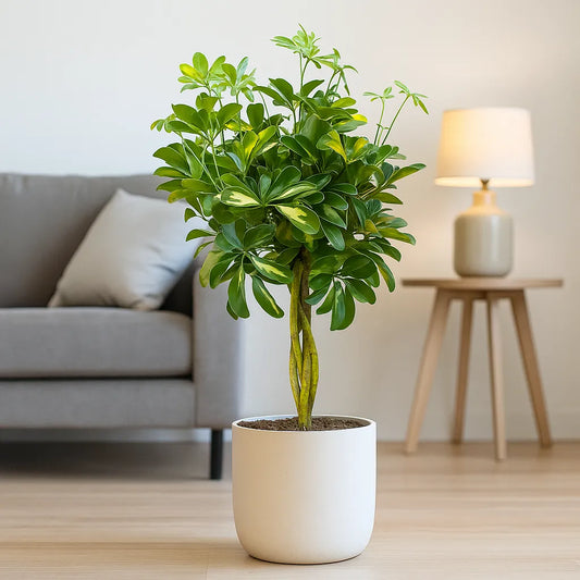 70 - 80cm Variegated Schefflera Gold Capella House Plant 19cm Pot