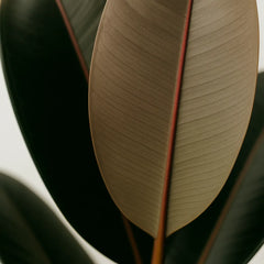 70 - 90cm Ficus Elastica Abidjan Rubber Plant 17cm Pot House Plant