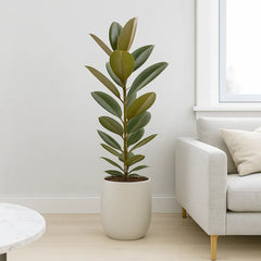 25 35cm ficus abidjan rubber plant 12cm pot house plant Ficus Elastica Abidjan Rubber House Plant – Plants For All Seasons