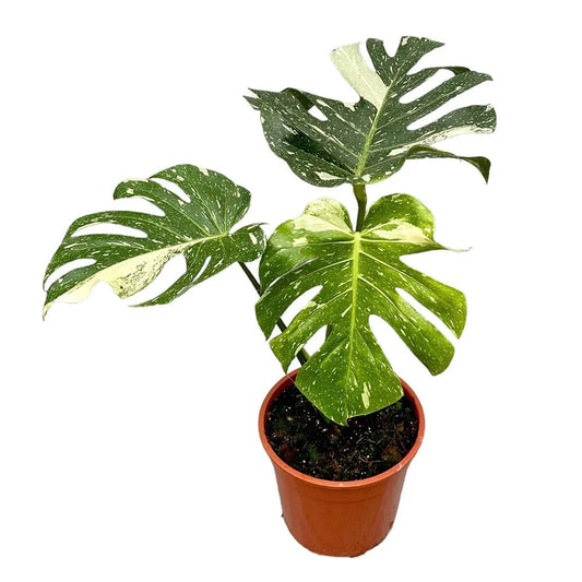 70 cm Monstera deliciosa Thai Constellation House Plant 27 cm Pot