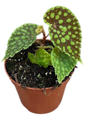 Begonia Chlorosticta 8cm Pot 15cm Height House Plant