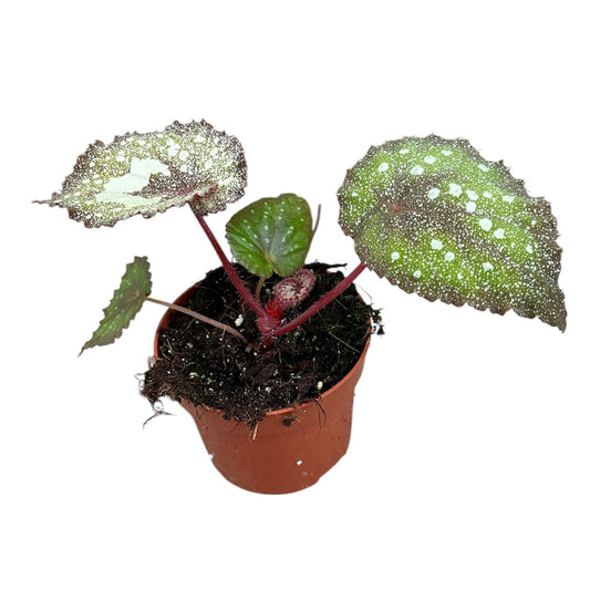 15 - 20cm Begonia Speckled House Plant 10.5cm Pot