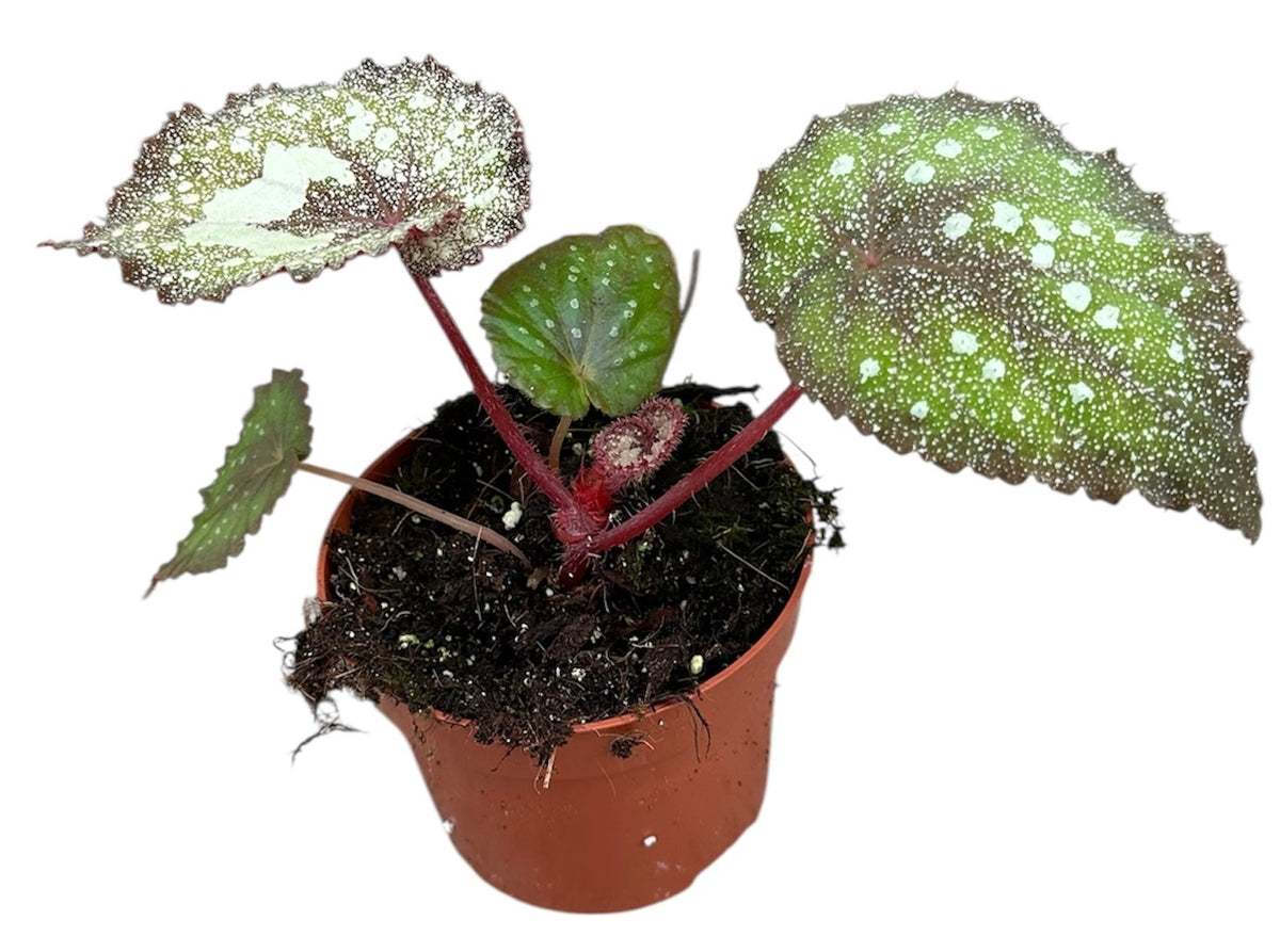 Begonia Speckled 10.5cm Pot 15cm Height House Plant