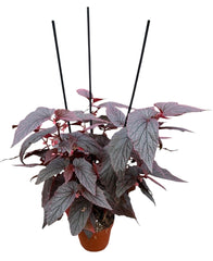 Begonia Morris 14cm Pot 35cm Height House Plant