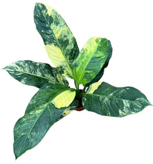 Dieffenbachia Big Ben Variegata House Plant 17cm Pot
