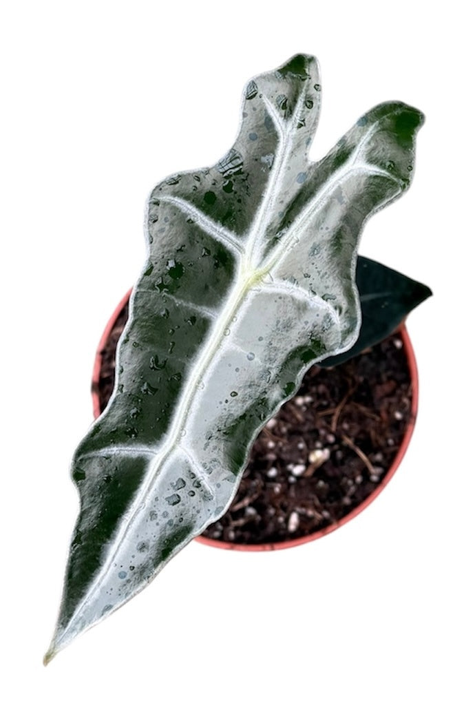 Alocasia Nobilis 10.5cm Pot 20cm Height House Plant
