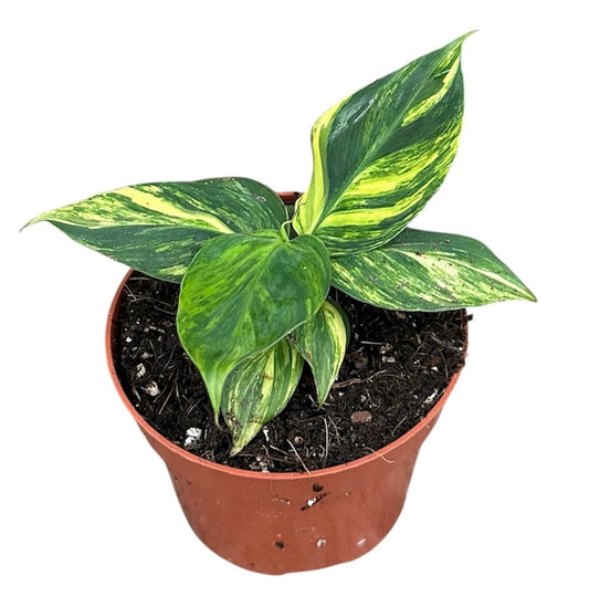 10 - 15cm Variegated Musa Aurea 10.5cm Pot House Plant