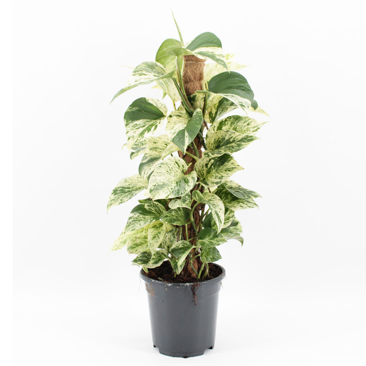 45 - 55cm Epipremnum Snow Leopard Pothos on Mosspole 17cm Pot House Plant