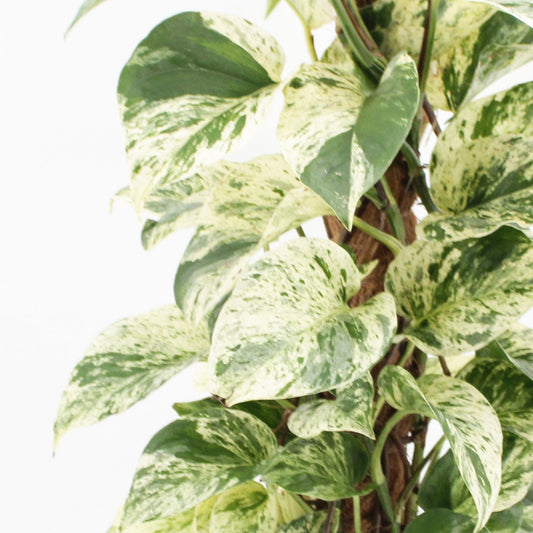 45 - 55cm Epipremnum Snow Leopard Pothos on Mosspole 17cm Pot House Plant