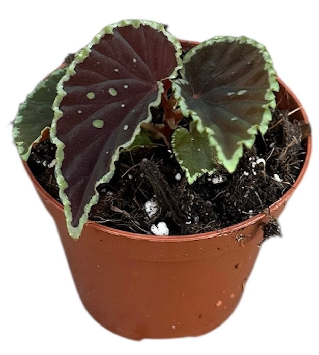 Begonia Darthvaderiana Green Spot 8cm Pot 15cm Height House Plant