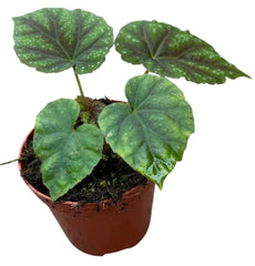 Begonia Pseudoedulis Shiwanshan House Plant 8cm Pot
