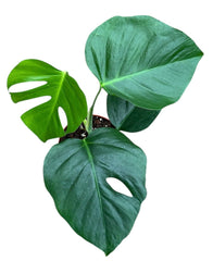 Monstera Sierrana 17cm Pot House Plant