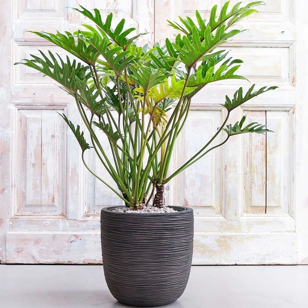 how to repot a philodendron xanadu 75