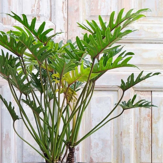 75 - 100cm Philodendron Xanadu 27cm Pot House Plant