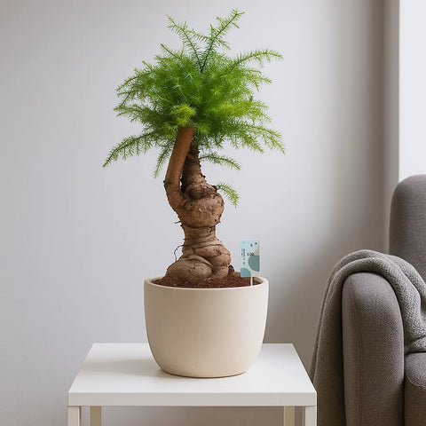 araucaria bonsai tree 75