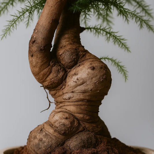 75 - 90cm Bonsai Araucaria Cunninghamii Tree 27cm Ceramic Pot House Plant