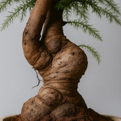 75 - 90cm Bonsai Araucaria Cunninghamii Tree 27cm Ceramic Pot House Plant