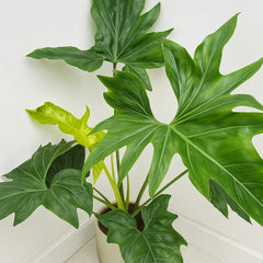 75 - 95cm Philodendron African Fantasy 19cm Pot House Plant