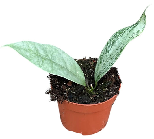 Hoya Coriacea Silver 10.5cm Pot House Plant