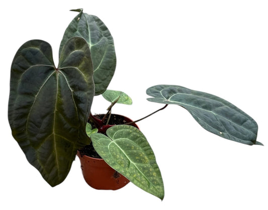 Anthurium Darkie 10.5cm Pot 15cm Height House Plant
