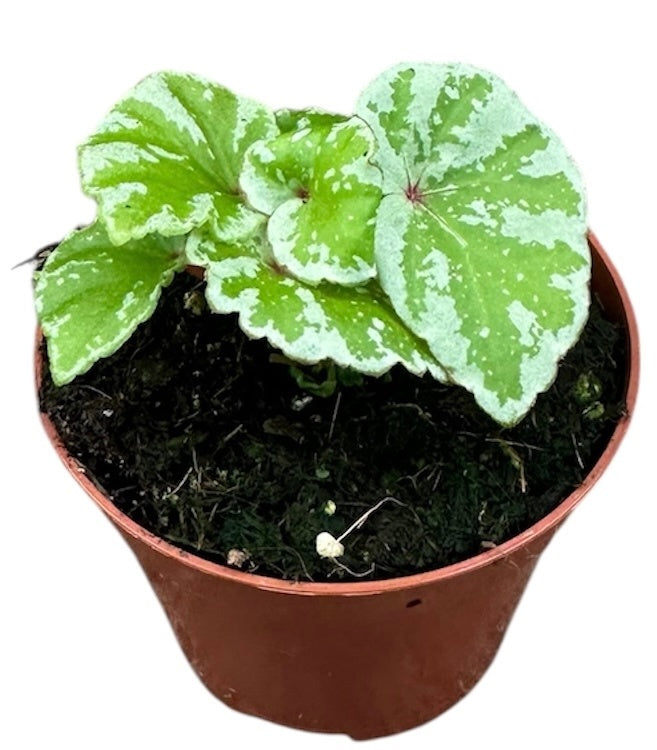 Begonia Temuyuk Silver 8cm Pot 15cm Height House Plant